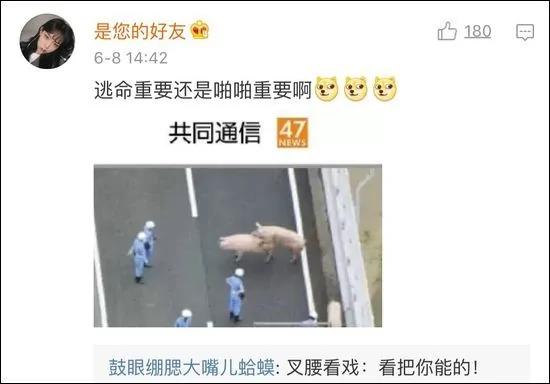 19头猪车祸出逃 高速上睡觉啪啪啪