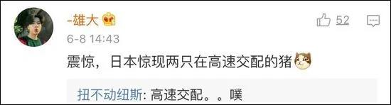 19头猪车祸出逃 高速上睡觉啪啪啪