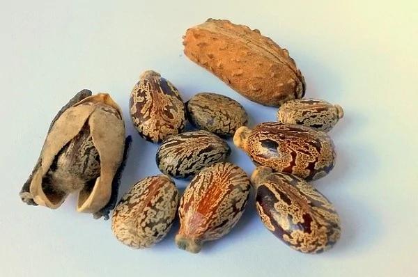 在家里储备一瓶蓖麻油 这14个理由很多人不知道!