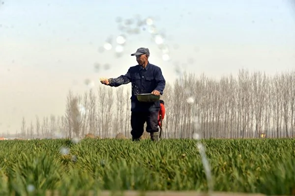 過去二十年來，中國的主流飲食從大米小麥等穀物轉向動物蛋白和奇珍異品的蔬菜。彭博社報導說，這種改變讓中國找不到足夠的土地種植蔬菜和養殖家畜。 (STR/AFP/Getty Images)
