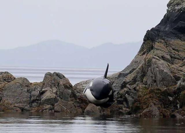 这名男子在海边突然听到哭声 循声去找时接下来的画面让他惊呆了….