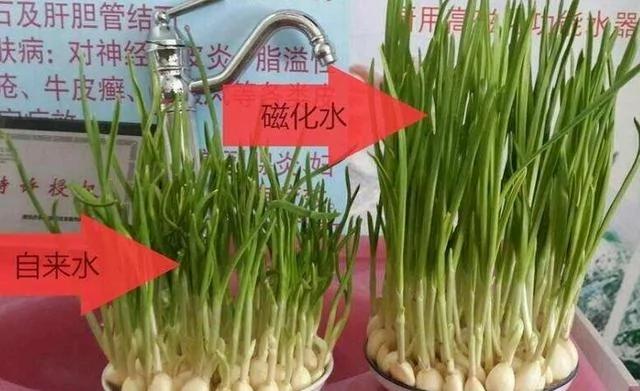 为什么在水里加磁铁 用来浇花养花 植物长得更好?