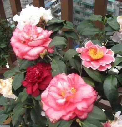为什么在水里加磁铁 用来浇花养花 植物长得更好?