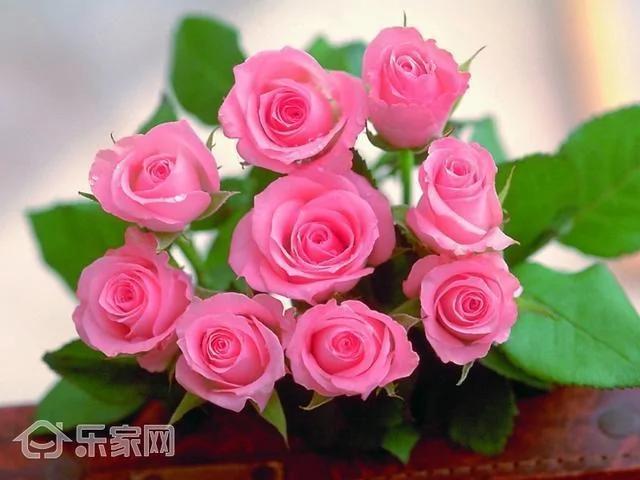 那些害人命的家居植物 打死都不能要?太吓人了
