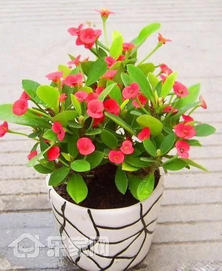 那些害人命的家居植物 打死都不能要?太吓人了