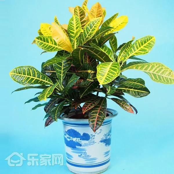 那些害人命的家居植物 打死都不能要?太吓人了