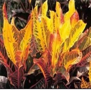 那些害人命的家居植物 打死都不能要?太吓人了