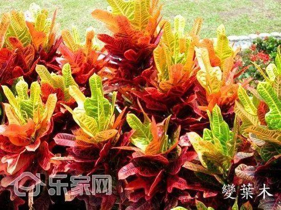 那些害人命的家居植物 打死都不能要?太吓人了