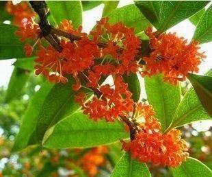 那些害人命的家居植物 打死都不能要?太吓人了