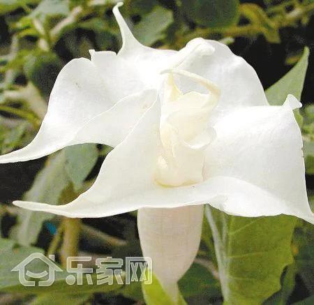 那些害人命的家居植物 打死都不能要?太吓人了