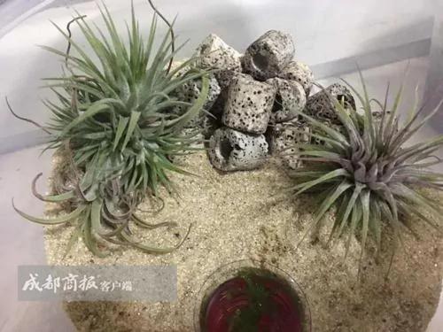 德阳夫妇压马路捡到“黑色蚯蚓” 原来是世界上最小的蛇