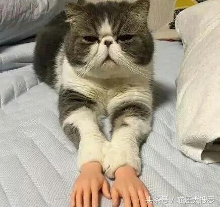 猫咪安上这双“手”后 一脸生无可恋 却意外让一大波网友沦陷!