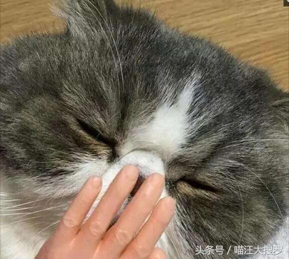猫咪安上这双“手”后 一脸生无可恋 却意外让一大波网友沦陷!