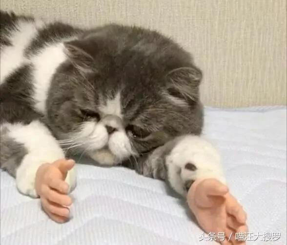 猫咪安上这双“手”后 一脸生无可恋 却意外让一大波网友沦陷!