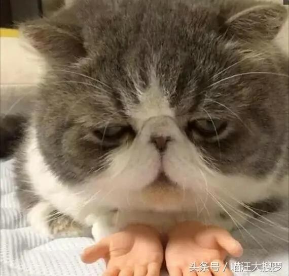 猫咪安上这双“手”后 一脸生无可恋 却意外让一大波网友沦陷!