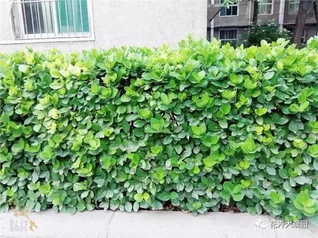 马路边这些常见的植物 今天终于知道它们的名字了!