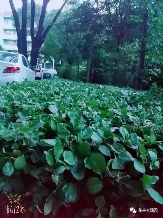 马路边这些常见的植物 今天终于知道它们的名字了!
