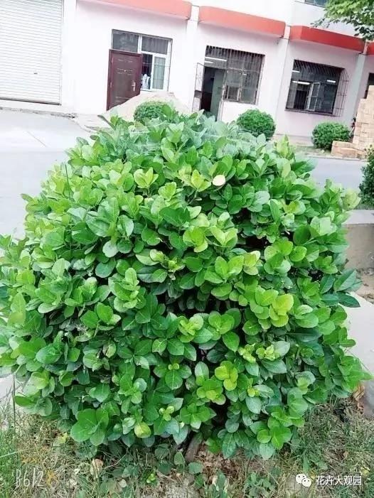 马路边这些常见的植物 今天终于知道它们的名字了!