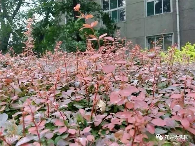 马路边这些常见的植物 今天终于知道它们的名字了!