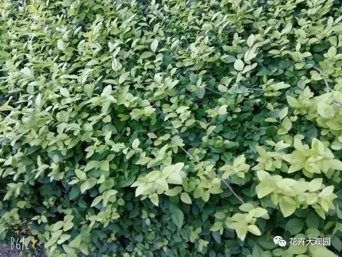 马路边这些常见的植物 今天终于知道它们的名字了!