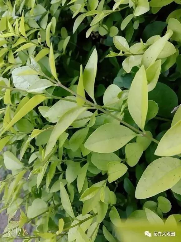 马路边这些常见的植物 今天终于知道它们的名字了!
