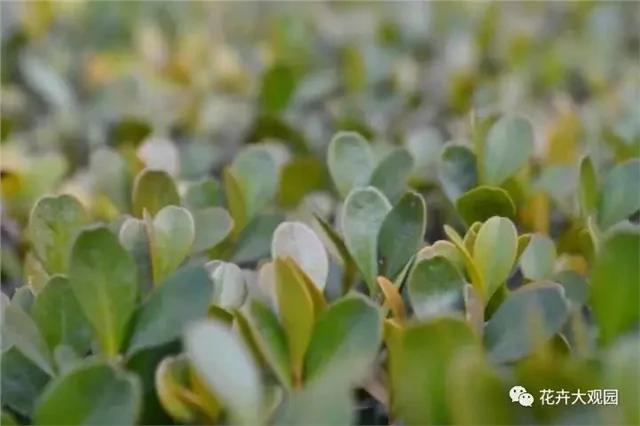 马路边这些常见的植物 今天终于知道它们的名字了!