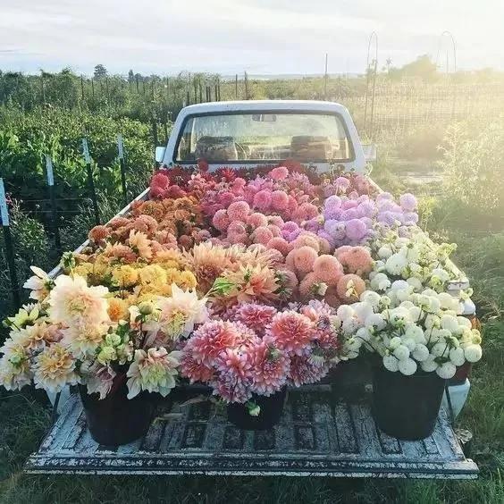 一个月不浇水 照样养出艳丽鲜花 不看就亏大了!