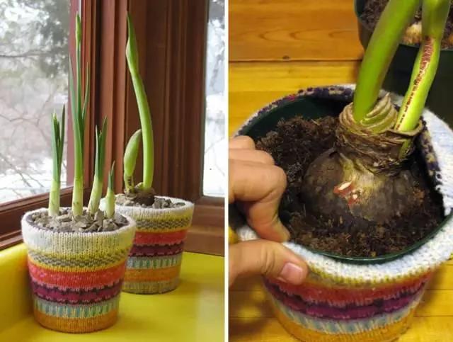 17种家庭植物和花盆创意