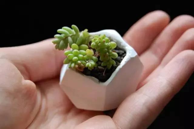 17种家庭植物和花盆创意