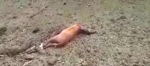 惊人!印度巨蟒生吞麋鹿又将其吐出