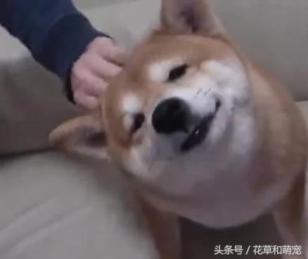 主人摸小柴犬的头 没想到柴犬是这个反应 瞬间被治愈了!