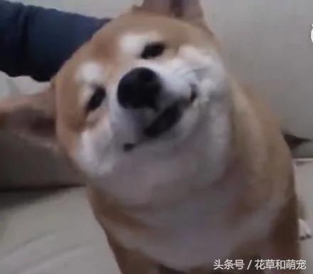 主人摸小柴犬的头 没想到柴犬是这个反应 瞬间被治愈了!
