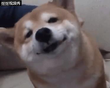 主人摸小柴犬的头 没想到柴犬是这个反应 瞬间被治愈了!