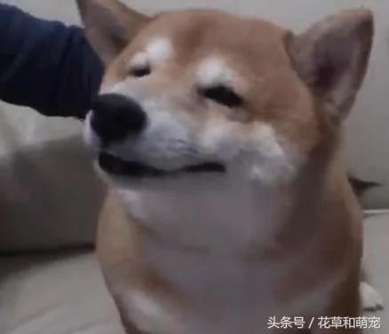 主人摸小柴犬的头 没想到柴犬是这个反应 瞬间被治愈了!