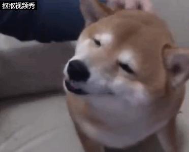 主人摸小柴犬的头 没想到柴犬是这个反应 瞬间被治愈了!