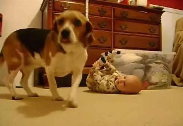 狗子第一次见小主人 一开始转身就走了 没想到之后…