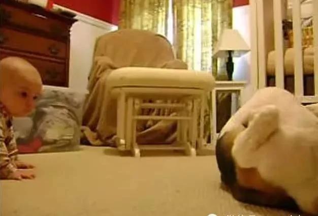 狗子第一次见小主人 一开始转身就走了 没想到之后…