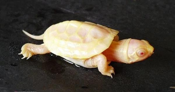 乌龟养了几年后竟变成白龟 有人出高价买他时竟一夜之间变黑…