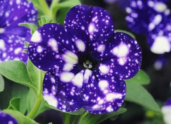 独特的“星空牵牛花”每一朵花都与众不同