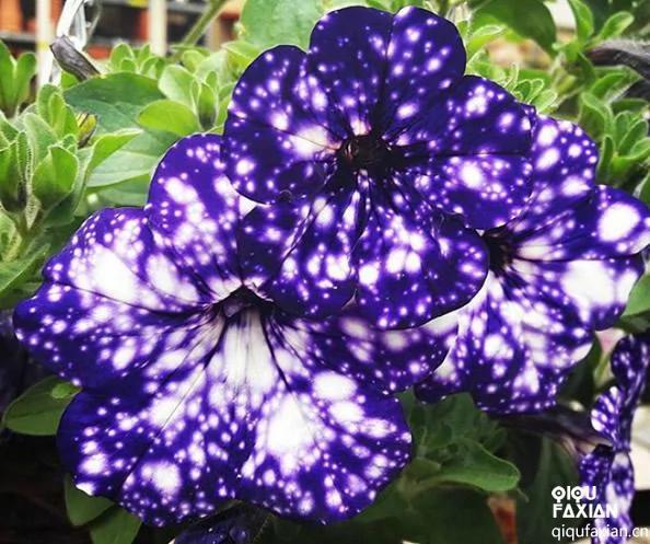 独特的“星空牵牛花”每一朵花都与众不同