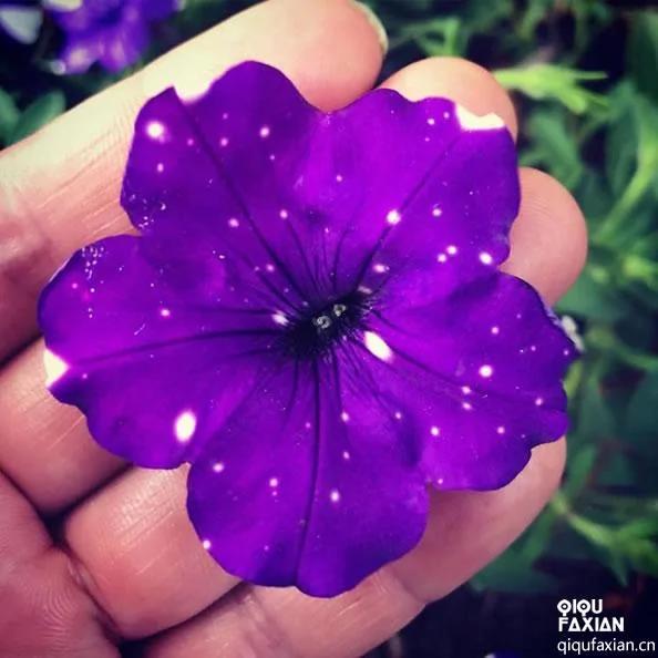 独特的“星空牵牛花”每一朵花都与众不同