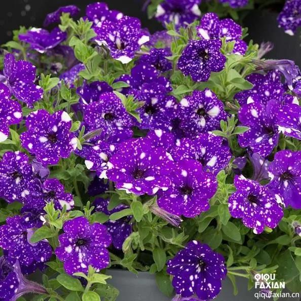 独特的“星空牵牛花”每一朵花都与众不同
