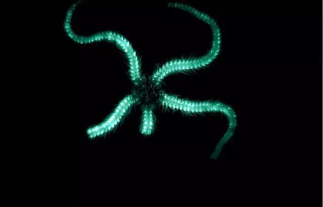 深海300多种新生物大发现:鱼会走路