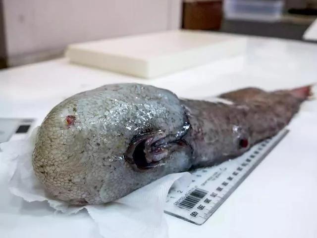 深海300多种新生物大发现:鱼会走路