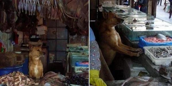 老板好心收养了一只差点饿死的流浪狗 从此生意好得不可思议!