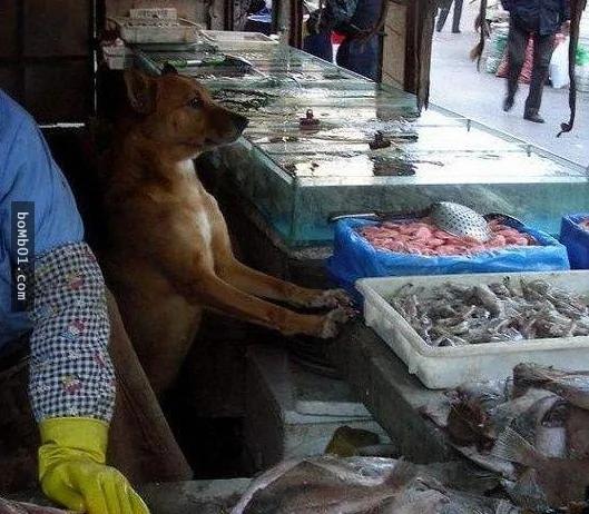 老板好心收养了一只差点饿死的流浪狗 从此生意好得不可思议!