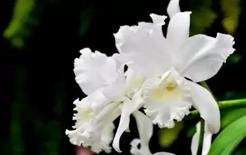 中国十大吉祥植物