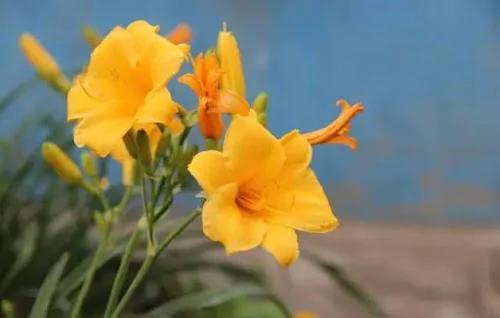 中国十大吉祥植物