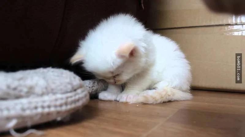 猫咪临终前会藏身 不是能预知自己快死掉…