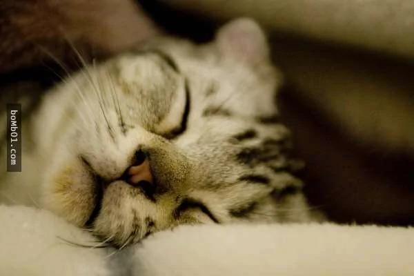 猫咪临终前会藏身 不是能预知自己快死掉…